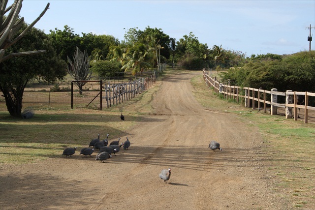Struisvogel farm Curacao